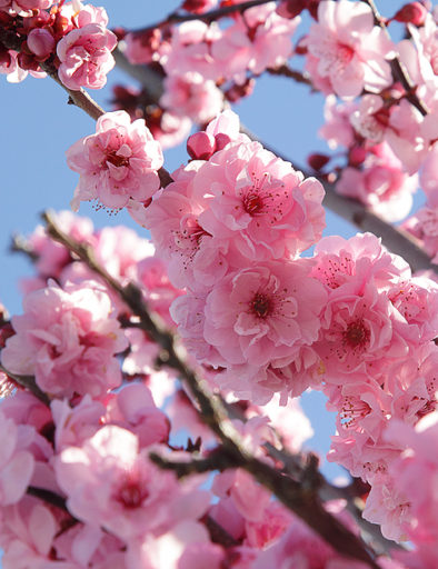 blooming tree