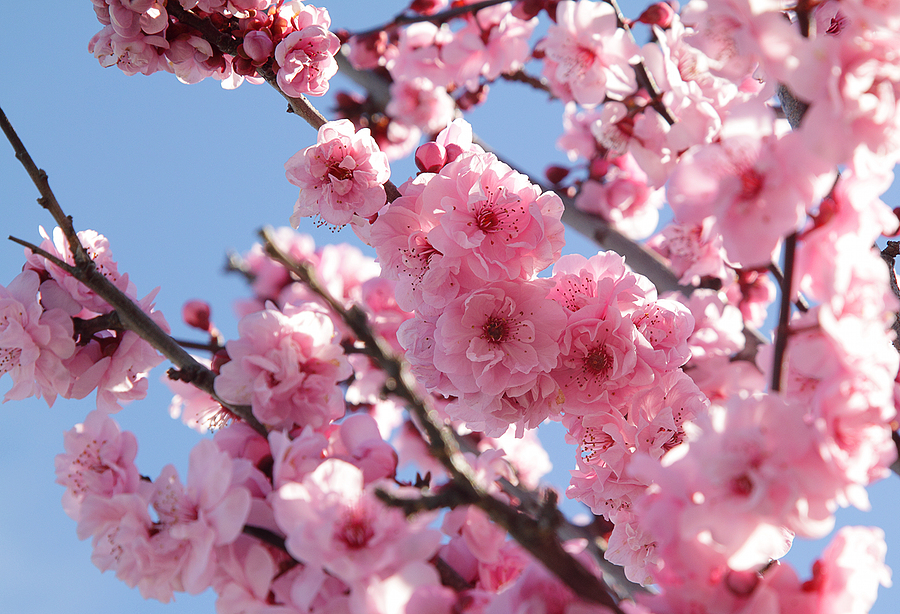 blooming tree